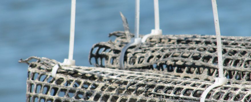 Ways to promote sustainable aquaculture